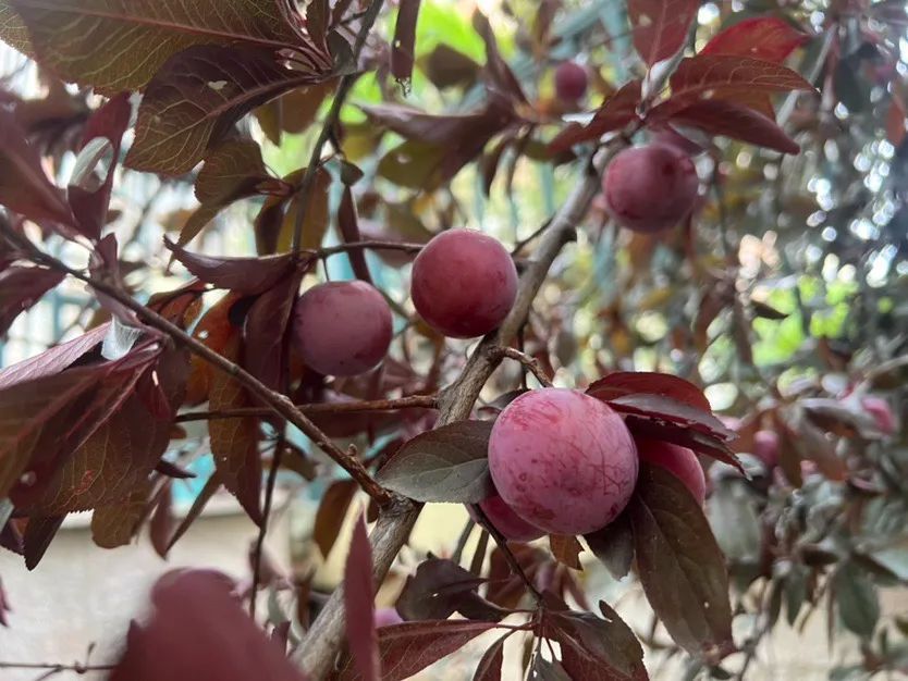 别吃!别吃!别吃!台州街头正大量出现 别吃!别吃!别吃!台州街头正大量出现