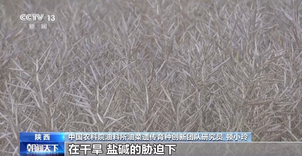 盐分降一半多 产量涨25%!看盐碱地如何变身“丰收田” 盐分降一半多 产量涨25%!看盐碱地如何变身“丰收田”