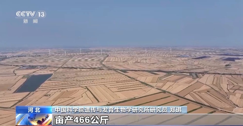 盐分降一半多 产量涨25%!看盐碱地如何变身“丰收田” 盐分降一半多 产量涨25%!看盐碱地如何变身“丰收田”