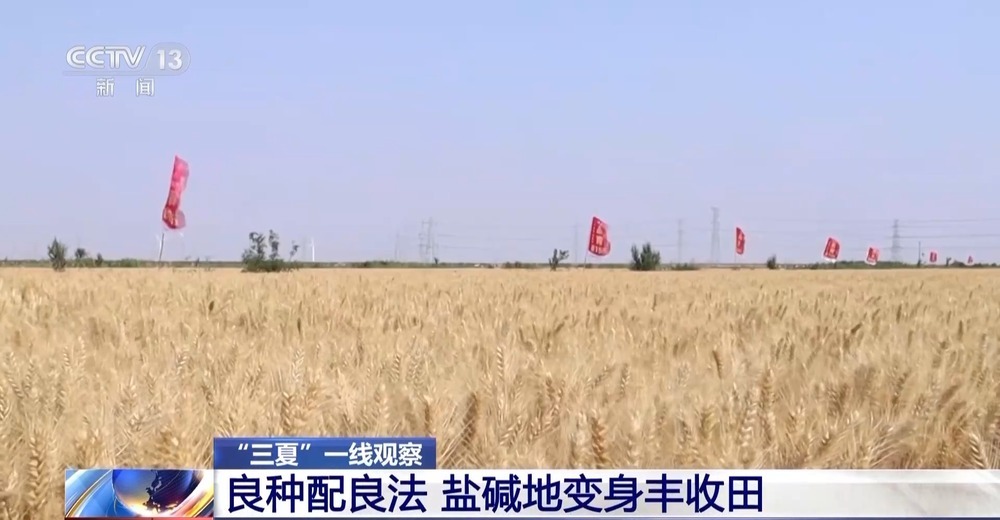 盐分降一半多 产量涨25%!看盐碱地如何变身“丰收田” 盐分降一半多 产量涨25%!看盐碱地如何变身“丰收田”