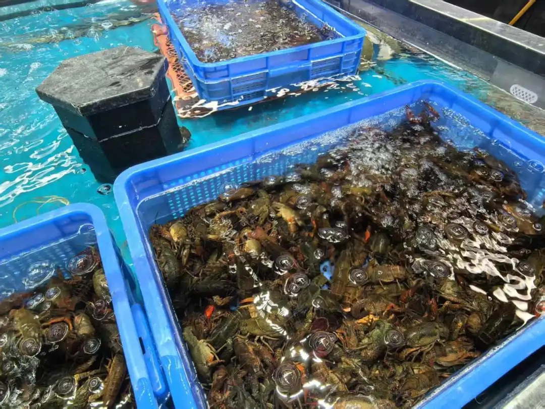价格暴跌70%！杭州人超爱这口，最便宜10元一斤！马上要涨价，抓紧了....