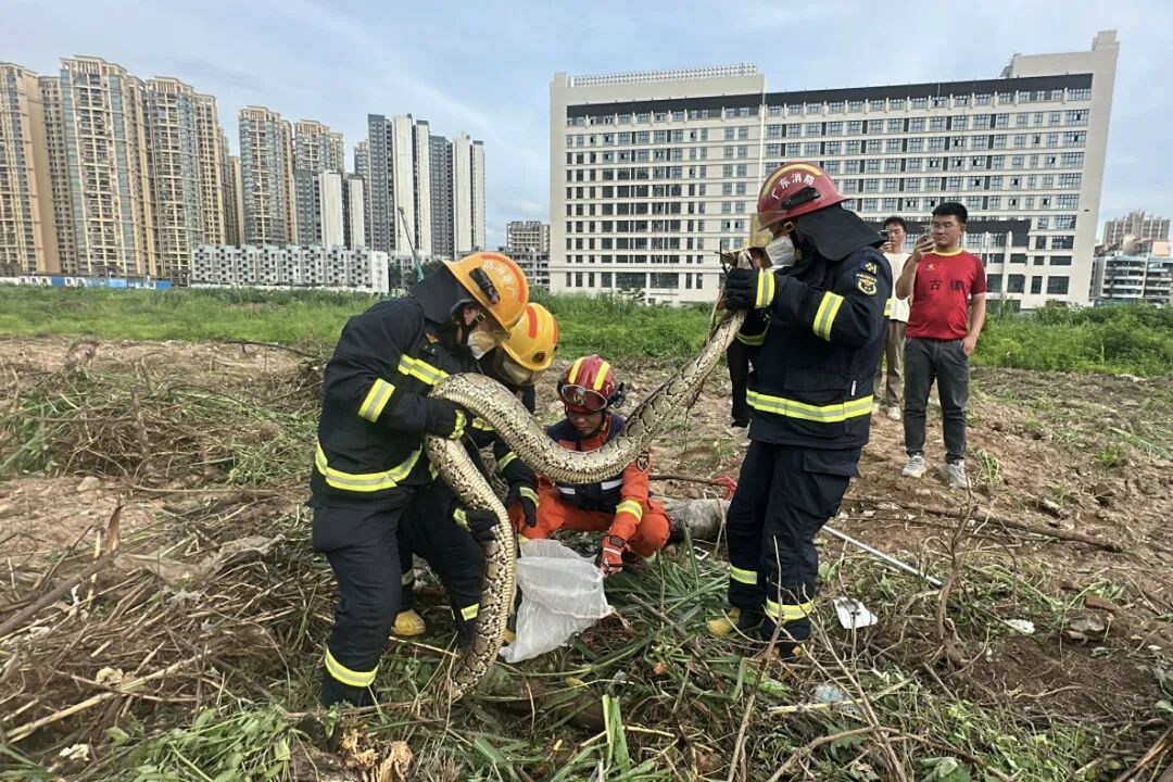 广东一工地惊现2.3米长蟒蛇