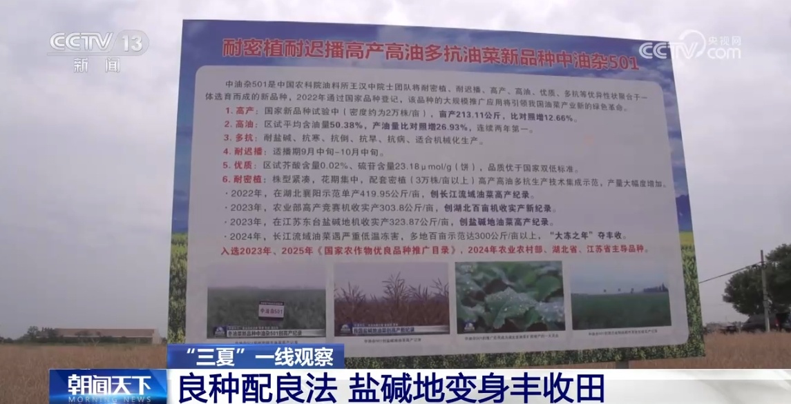 良种配良法 盐碱地变身丰收田