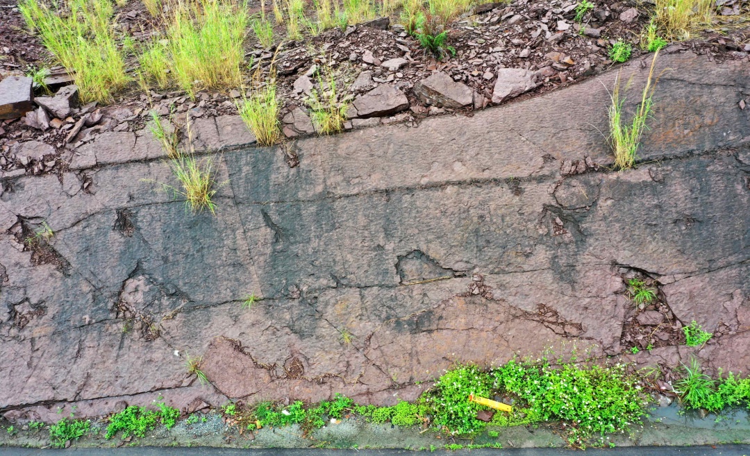 这一足迹,南方首次发现! 这一足迹,南方首次发现!