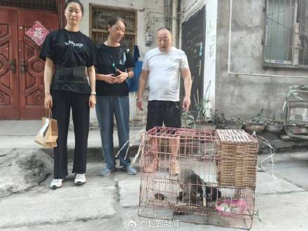 果子狸热到不行 误入居民楼求助