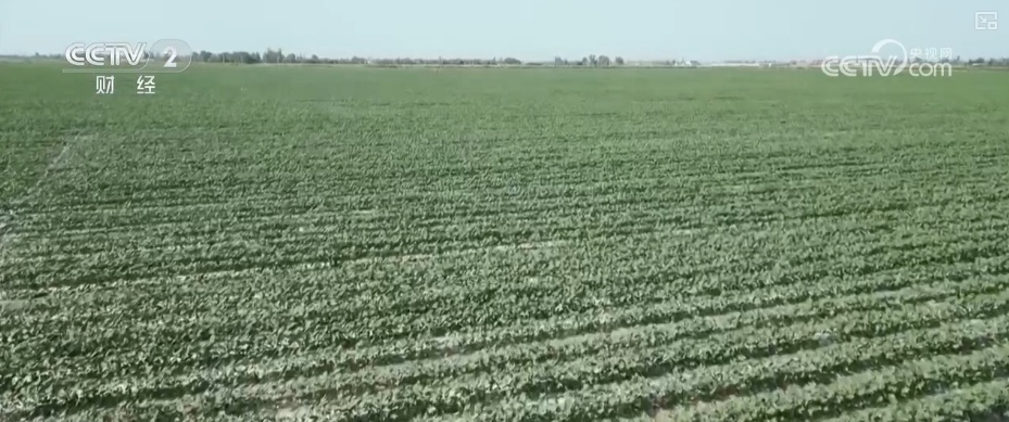4482.3万亩，“智慧管家”赋能！棉花种植数字化、精准化、远程化