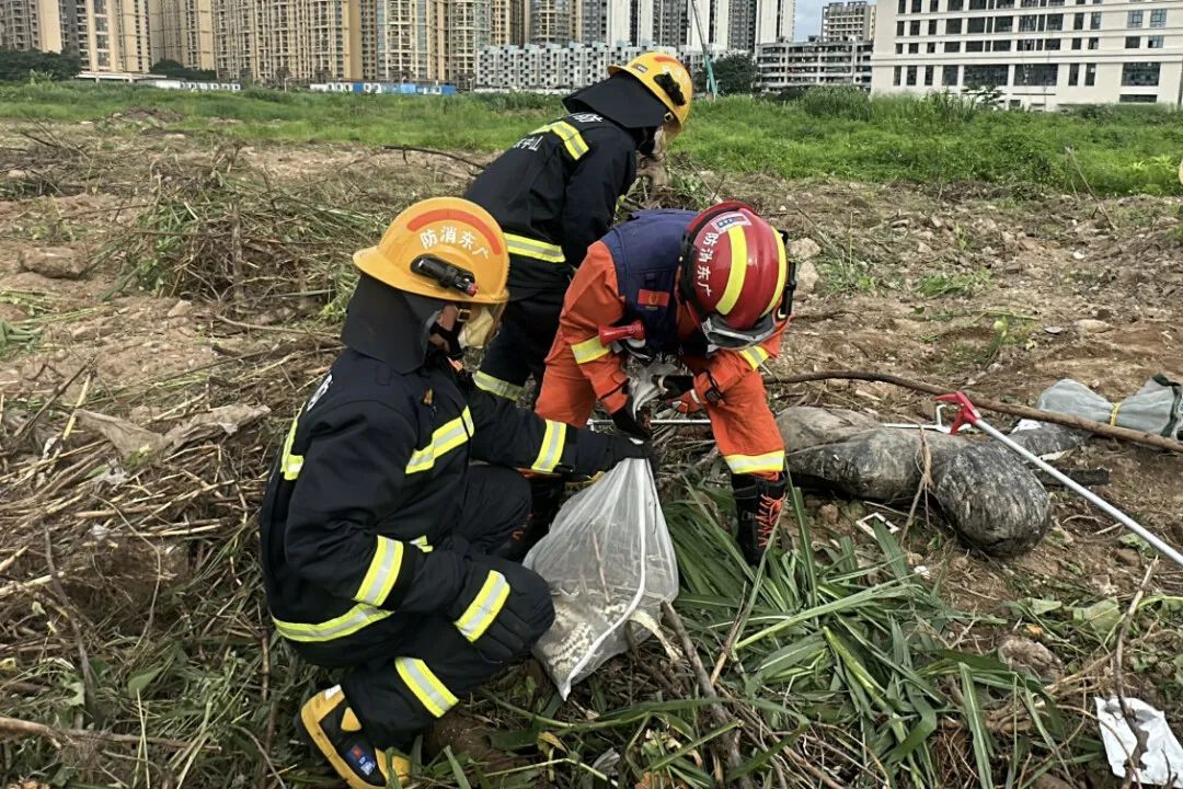 广东一工地惊现2.3米长蟒蛇