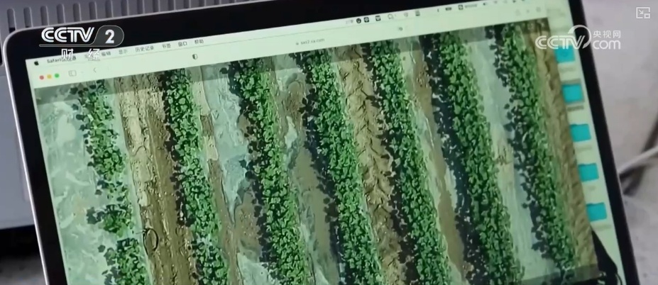 4482.3万亩，“智慧管家”赋能！棉花种植数字化、精准化、远程化