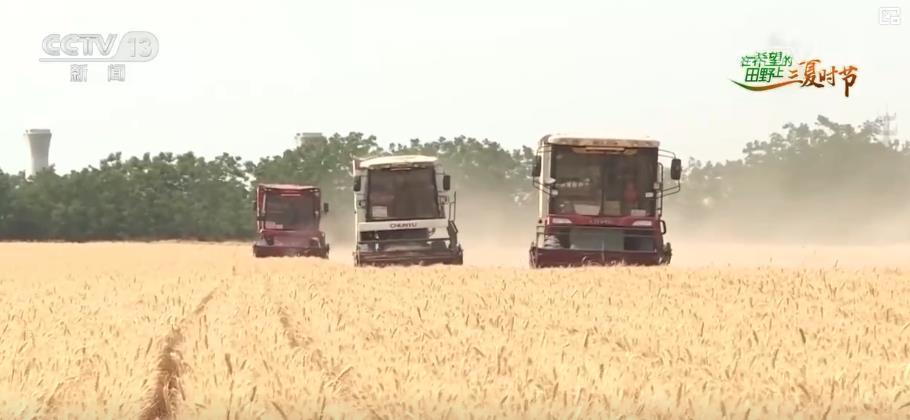 陕西小麦收割超八成 多措并举确保颗粒归仓 陕西小麦收割超八成 多措并举确保颗粒归仓