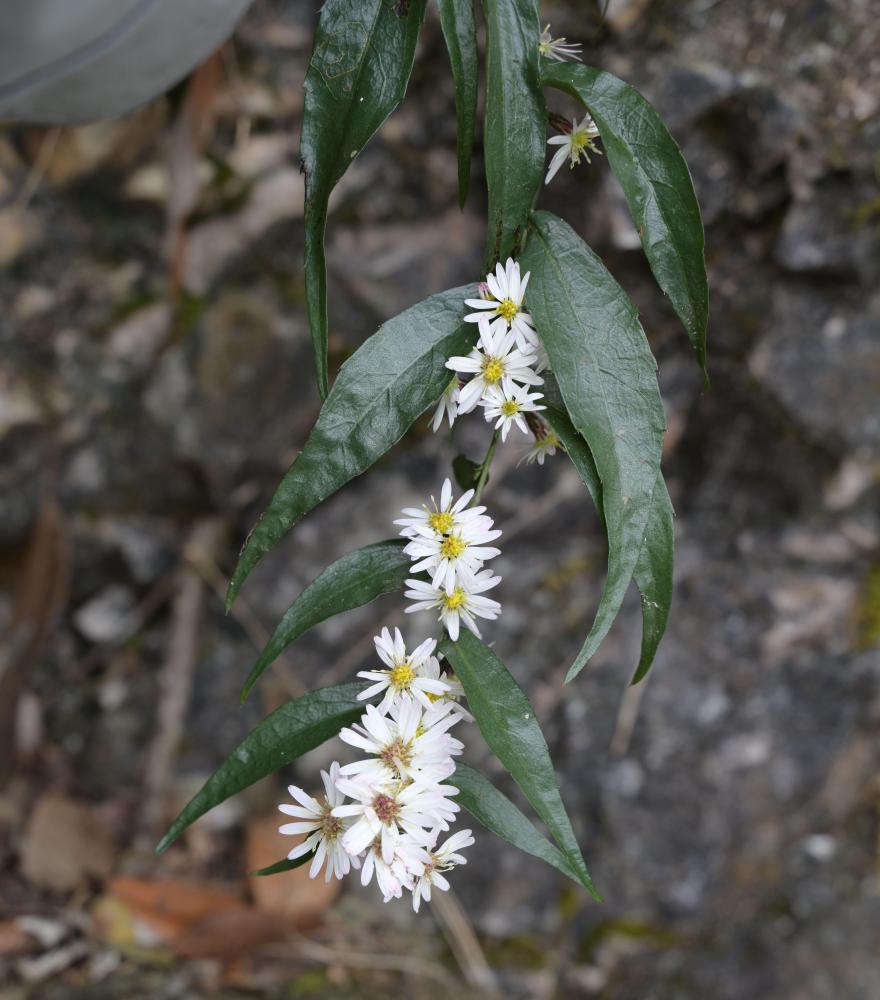 “麻阳河紫菀”是啥？咋发现的？