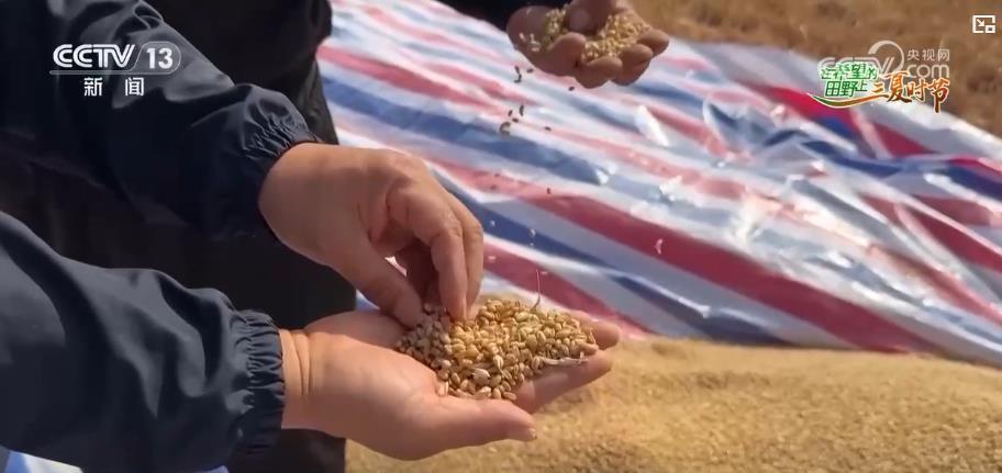 陕西小麦收割超八成 多措并举确保颗粒归仓 陕西小麦收割超八成 多措并举确保颗粒归仓