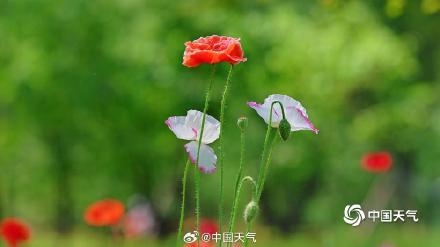 童话感拉满了!北京虞美人盛开宛如五彩蝴蝶 童话感拉满了!北京虞美人盛开宛如五彩蝴蝶