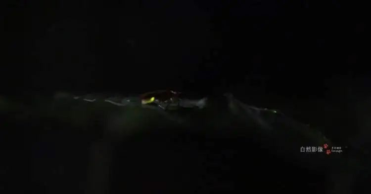 上海今年第一波！有人在青浦发现超800只，多年罕见！下过雨后更容易出没……