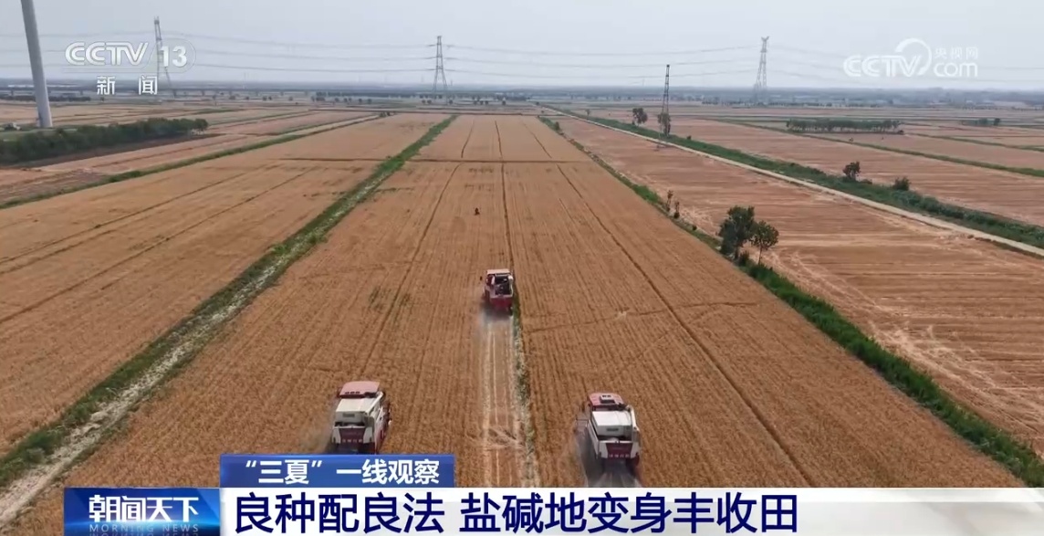 良种配良法 盐碱地变身丰收田