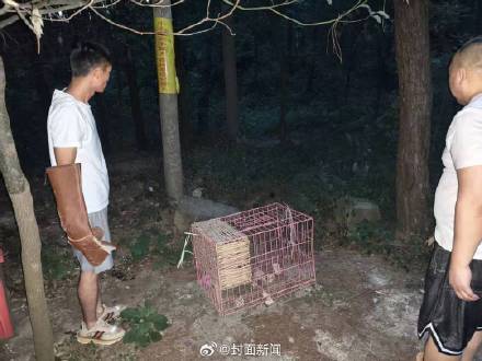 果子狸热到不行 误入居民楼求助
