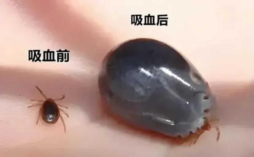 @上海人：入梅后小心这种毒虫！被咬后钻心疼痛，还有人呼吸困难紧急送医……