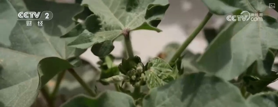 4482.3万亩，“智慧管家”赋能！棉花种植数字化、精准化、远程化