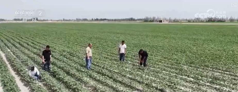 4482.3万亩，“智慧管家”赋能！棉花种植数字化、精准化、远程化