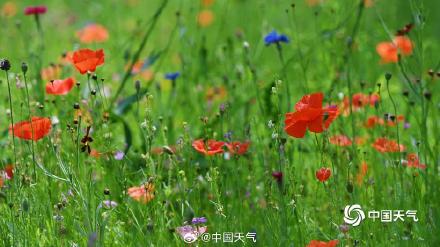 童话感拉满了!北京虞美人盛开宛如五彩蝴蝶 童话感拉满了!北京虞美人盛开宛如五彩蝴蝶