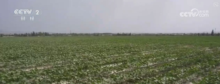 4482.3万亩，“智慧管家”赋能！棉花种植数字化、精准化、远程化