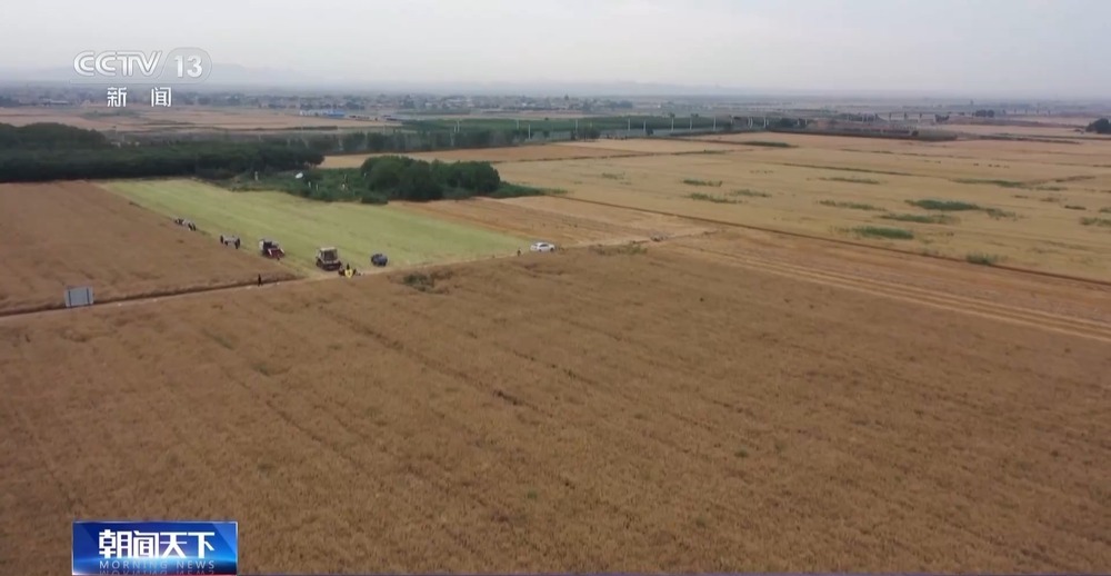 盐分降一半多 产量涨25%!看盐碱地如何变身“丰收田” 盐分降一半多 产量涨25%!看盐碱地如何变身“丰收田”