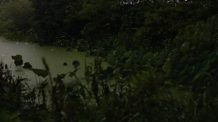 上海今年第一波！有人在青浦发现超800只，多年罕见！下过雨后更容易出没……