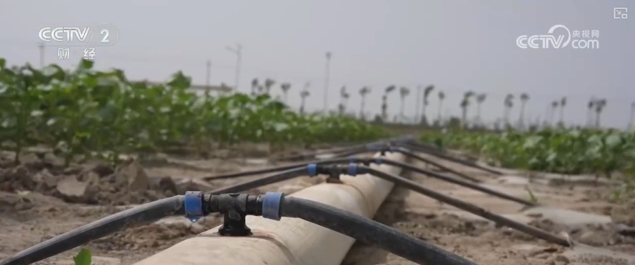 4482.3万亩，“智慧管家”赋能！棉花种植数字化、精准化、远程化