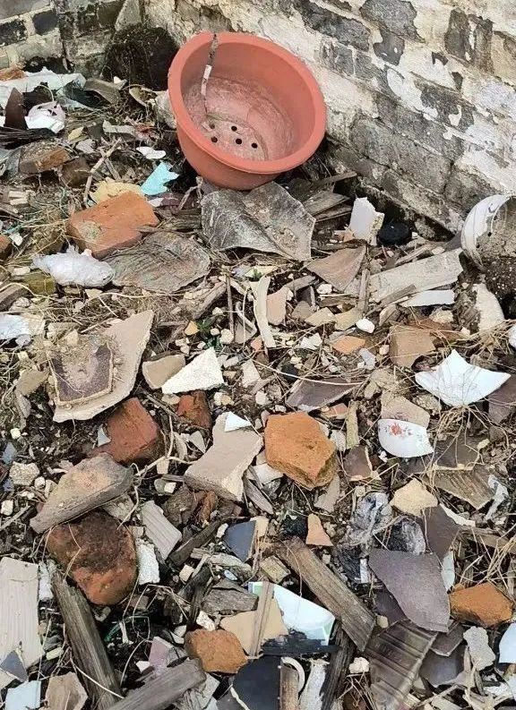 @上海人：入梅后小心这种毒虫！被咬后钻心疼痛，还有人呼吸困难紧急送医……