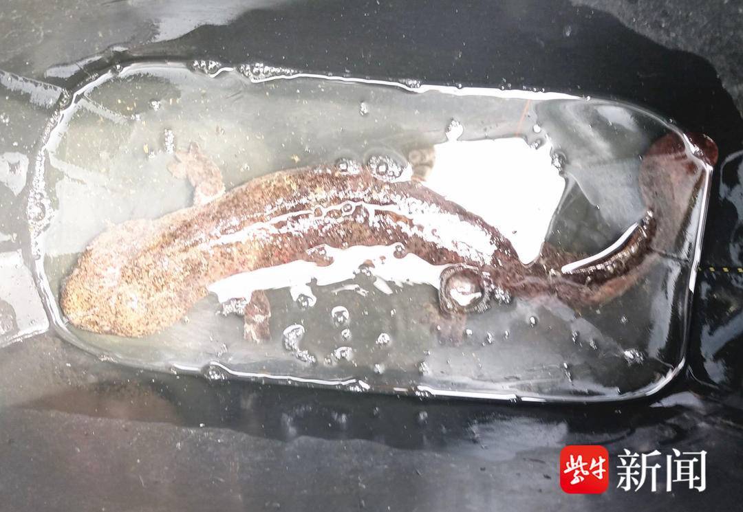 夜钓男子发现一不明活物趴在岸边，用竹竿将其拨入水中后，它又爬回岸边……