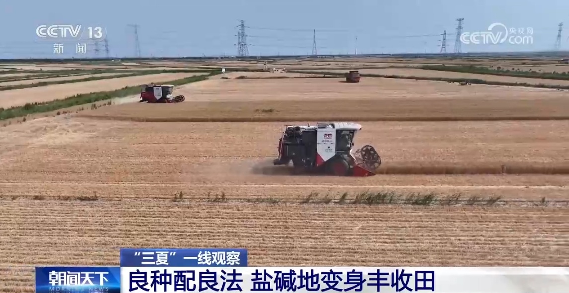 良种配良法 盐碱地变身丰收田