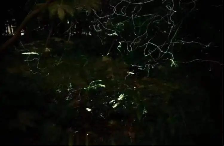 上海今年第一波！有人在青浦发现超800只，多年罕见！下过雨后更容易出没……