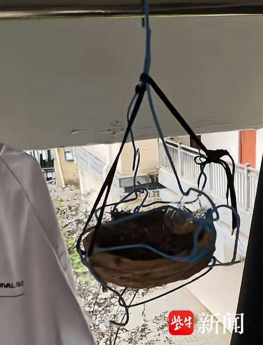 宿舍楼内晾晒的运动裤变鸟巢，生下的5只鸟蛋已经全部孵化