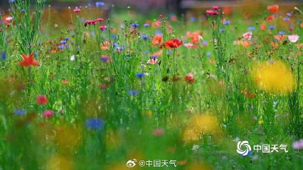 童话感拉满了!北京虞美人盛开宛如五彩蝴蝶 童话感拉满了!北京虞美人盛开宛如五彩蝴蝶