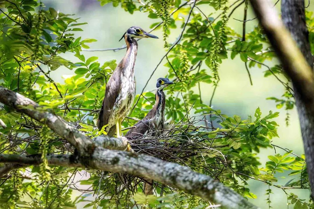 “世界上最神秘的鸟”首次在江西成功繁殖! “世界上最神秘的鸟”首次在江西成功繁殖!