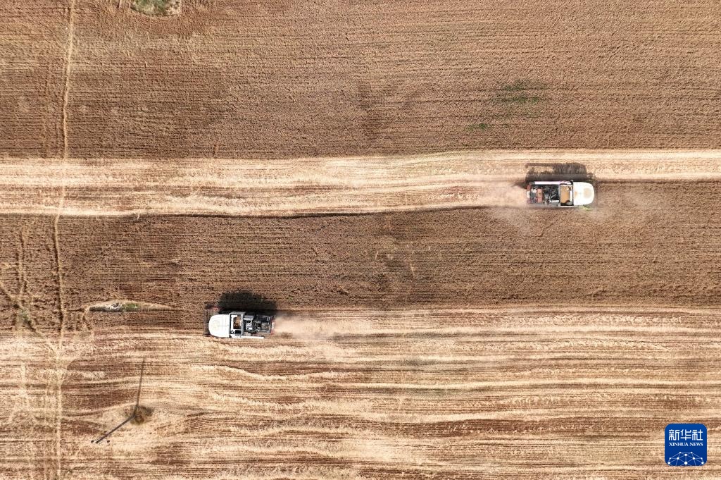 河北隆尧:小麦抢收忙 河北隆尧:小麦抢收忙