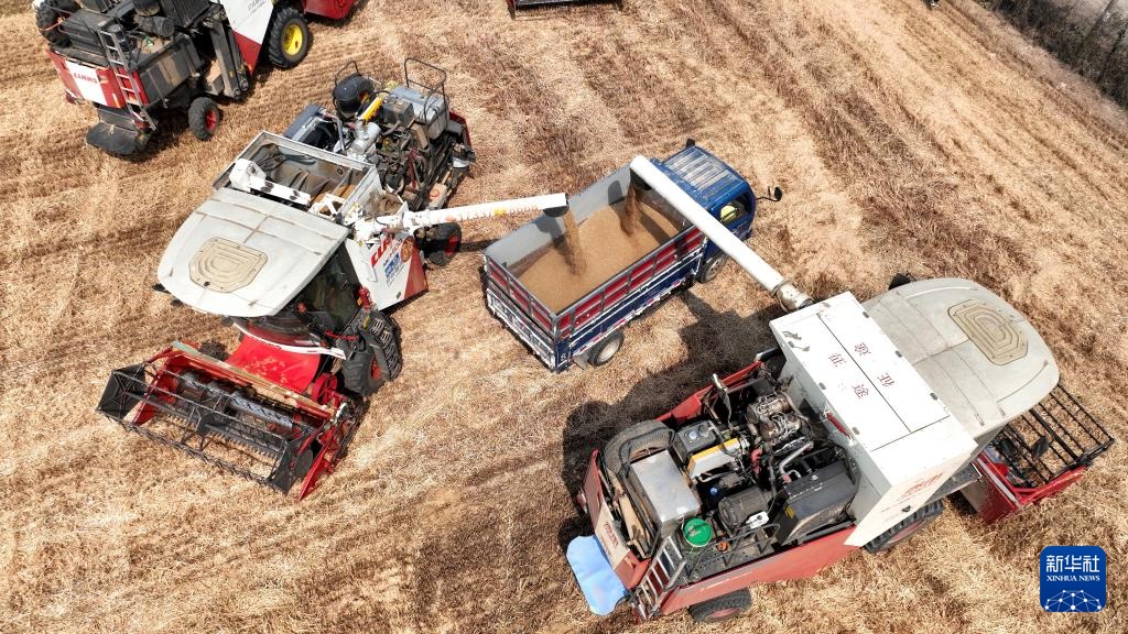 河北隆尧:小麦抢收忙 河北隆尧:小麦抢收忙