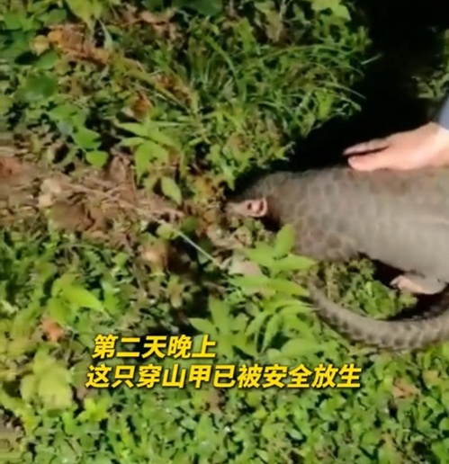 转发这条鲮鲤!货车司机救下的“胖宝宝”,是国家一级保护动物! 转发这条鲮鲤!货车司机救下的“胖宝宝”,是国家一级保护动物!