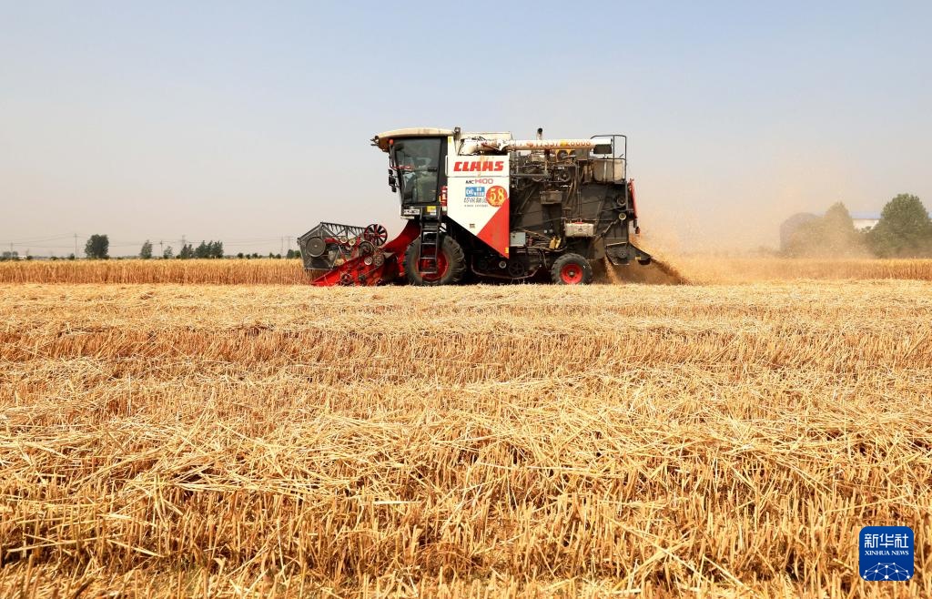 河北隆尧:小麦抢收忙 河北隆尧:小麦抢收忙