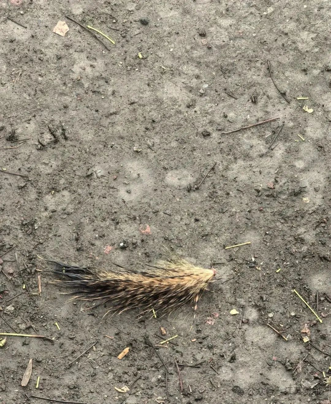 陈某（男，46岁）粗暴拽断松鼠尾巴！官方发布通报