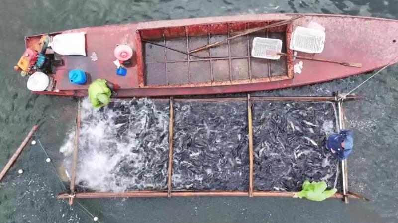 江西吉安:水库迎来生态捕鱼季 鱼跃人欢获丰收 江西吉安:水库迎来生态捕鱼季 鱼跃人欢获丰收