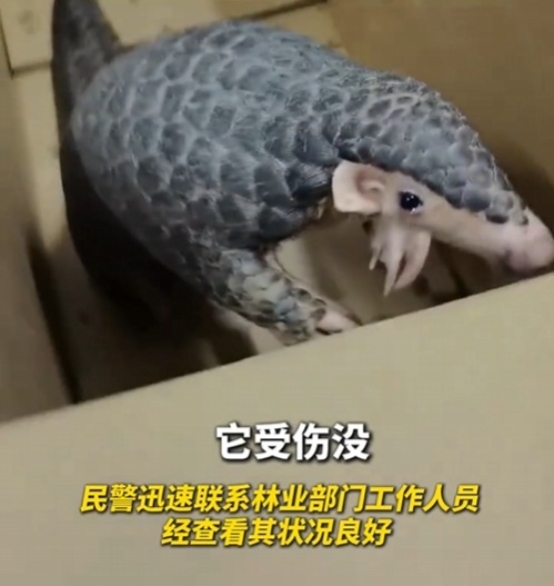 转发这条鲮鲤!货车司机救下的“胖宝宝”,是国家一级保护动物! 转发这条鲮鲤!货车司机救下的“胖宝宝”,是国家一级保护动物!