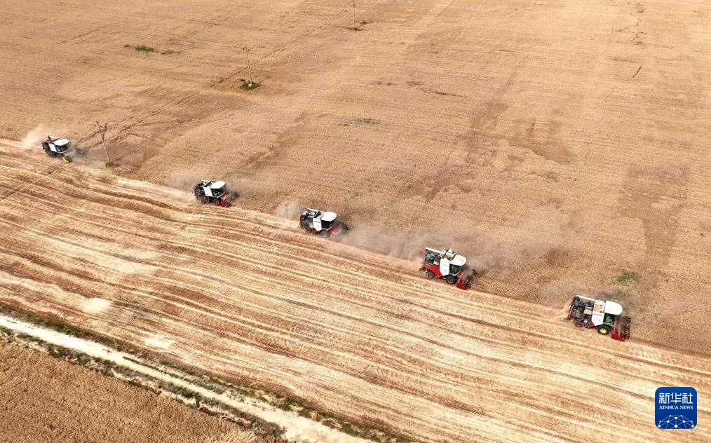 河北隆尧:小麦抢收忙 河北隆尧:小麦抢收忙