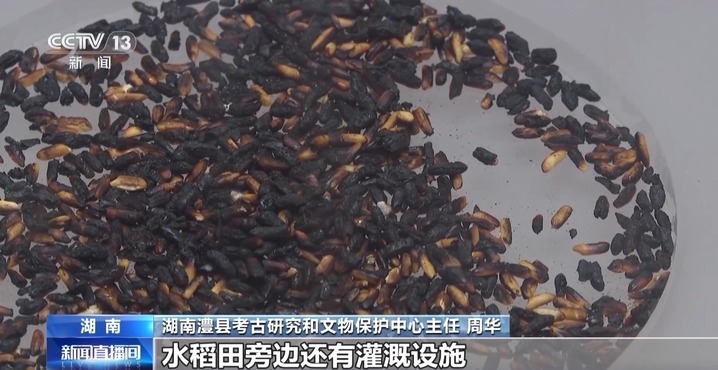 6500年前的古居住区长啥样?城头山遗址邀你来打卡 6500年前的古居住区长啥样?城头山遗址邀你来打卡