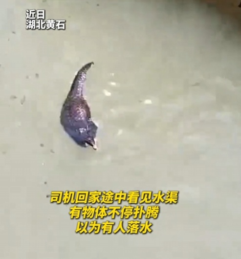 转发这条鲮鲤!货车司机救下的“胖宝宝”,是国家一级保护动物! 转发这条鲮鲤!货车司机救下的“胖宝宝”,是国家一级保护动物!