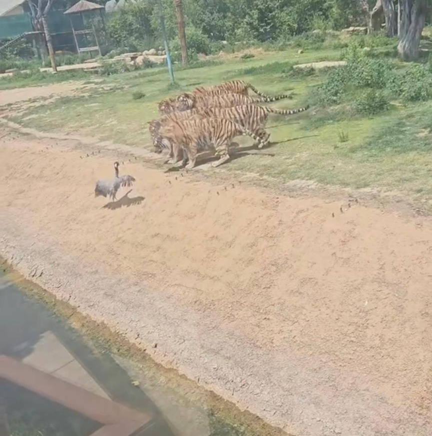 动物园中孤鹤与猛虎对峙,它为什么能这么勇? 动物园中孤鹤与猛虎对峙,它为什么能这么勇?