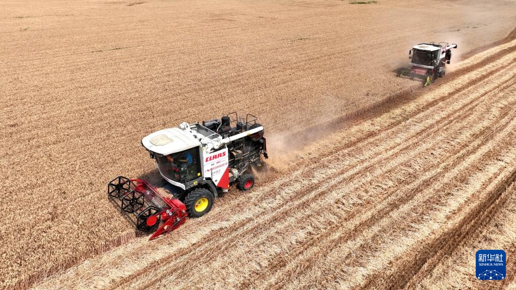河北隆尧:小麦抢收忙 河北隆尧:小麦抢收忙