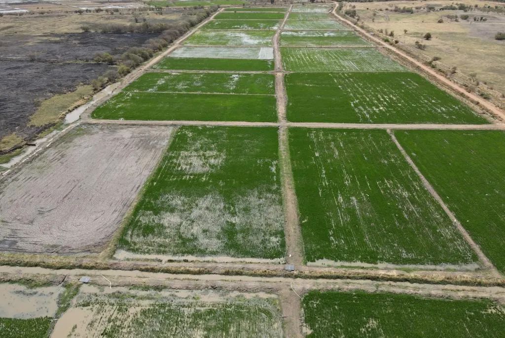 袁隆平墓前,多了一袋特殊的稻米…… 袁隆平墓前,多了一袋特殊的稻米……