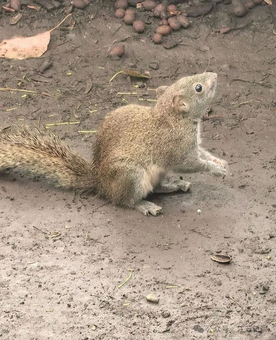 陈某（男，46岁）粗暴拽断松鼠尾巴！官方发布通报