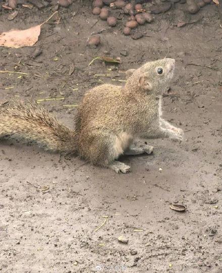 西湖通报松鼠尾部断裂事件：依法严肃处理
