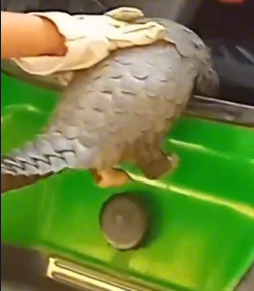 转发这条鲮鲤!货车司机救下的“胖宝宝”,是国家一级保护动物! 转发这条鲮鲤!货车司机救下的“胖宝宝”,是国家一级保护动物!